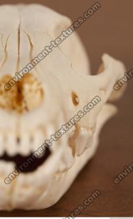 photo reference of skull 0025